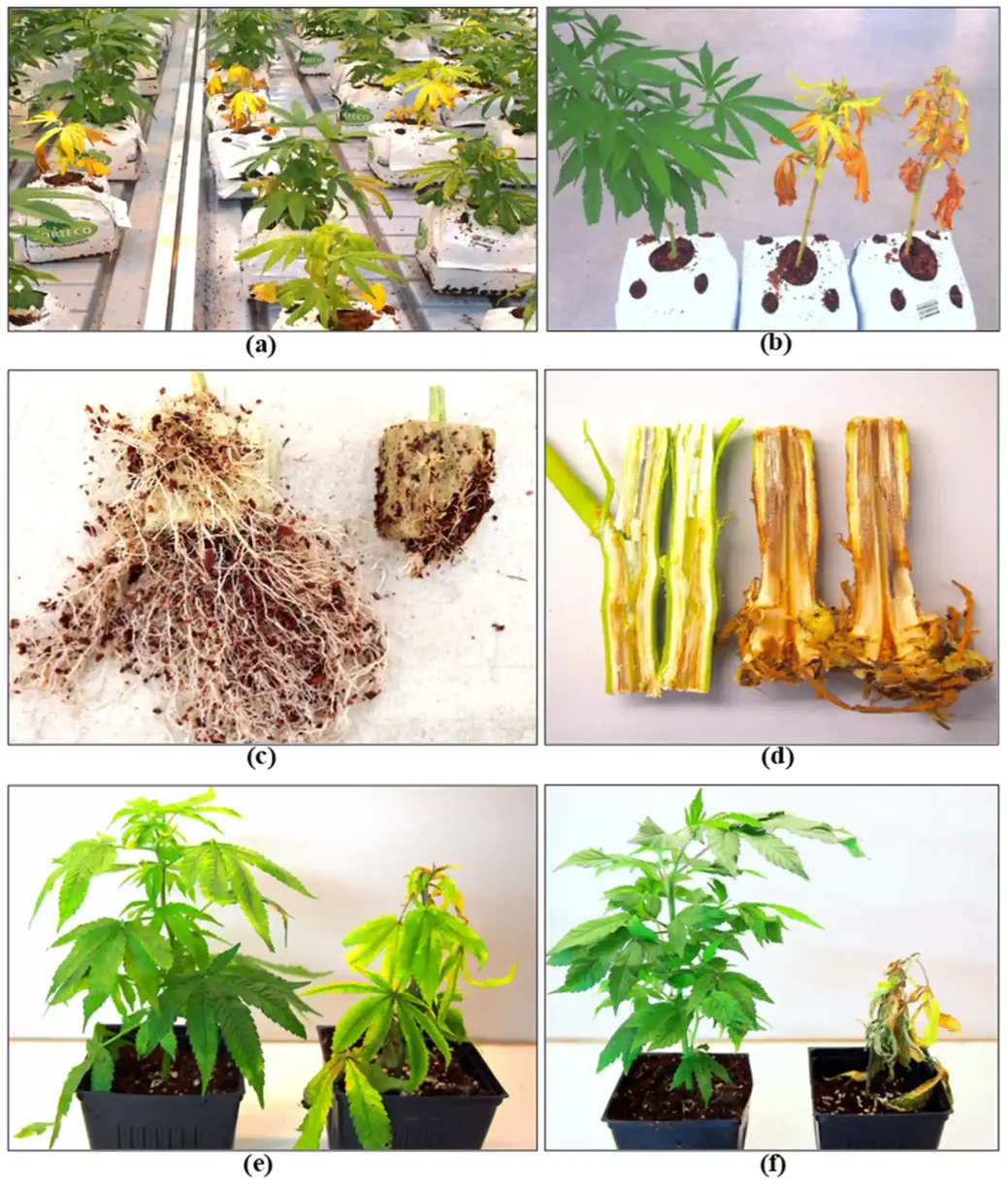 Pythium and Fusarium infection in vegetative plants of cannabis