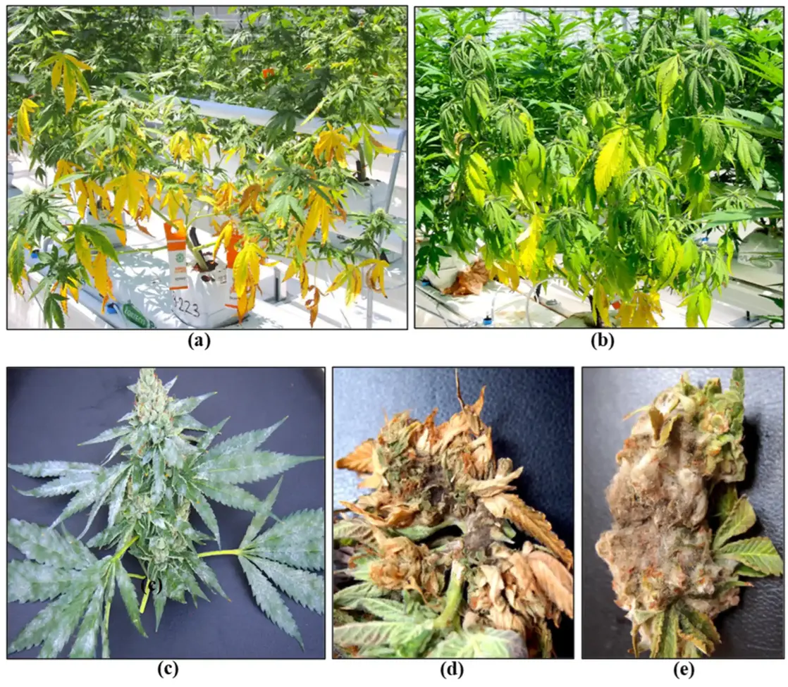 Symptoms due to pathogen infection in flowering cannabis plants
