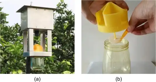 Trapping and detection devices. (a) Outdoor trapping and detection devices. (b) Method of using an attractant. Source: Wei & Zhan, 2024
