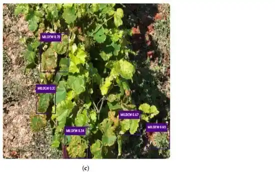 IoT plant-level video stream inferences using YOLOv5-small model. Photo credit: Kontogiannis et al., 2024