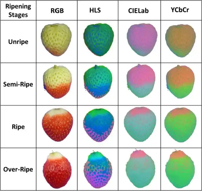 Images of strawberries at varying levels of ripeness under different colour spaces. Photo credit: Karki et al., 2024