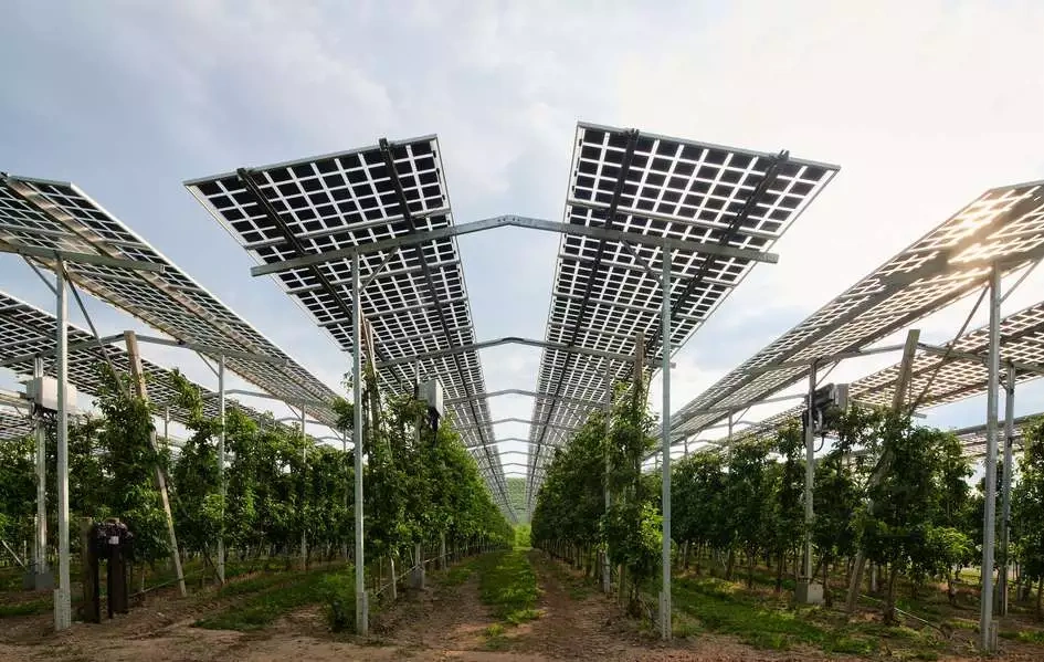 A research project in Baden-Württemberg is testing an agri-PV system with fruit cultivation near Lake Constance.