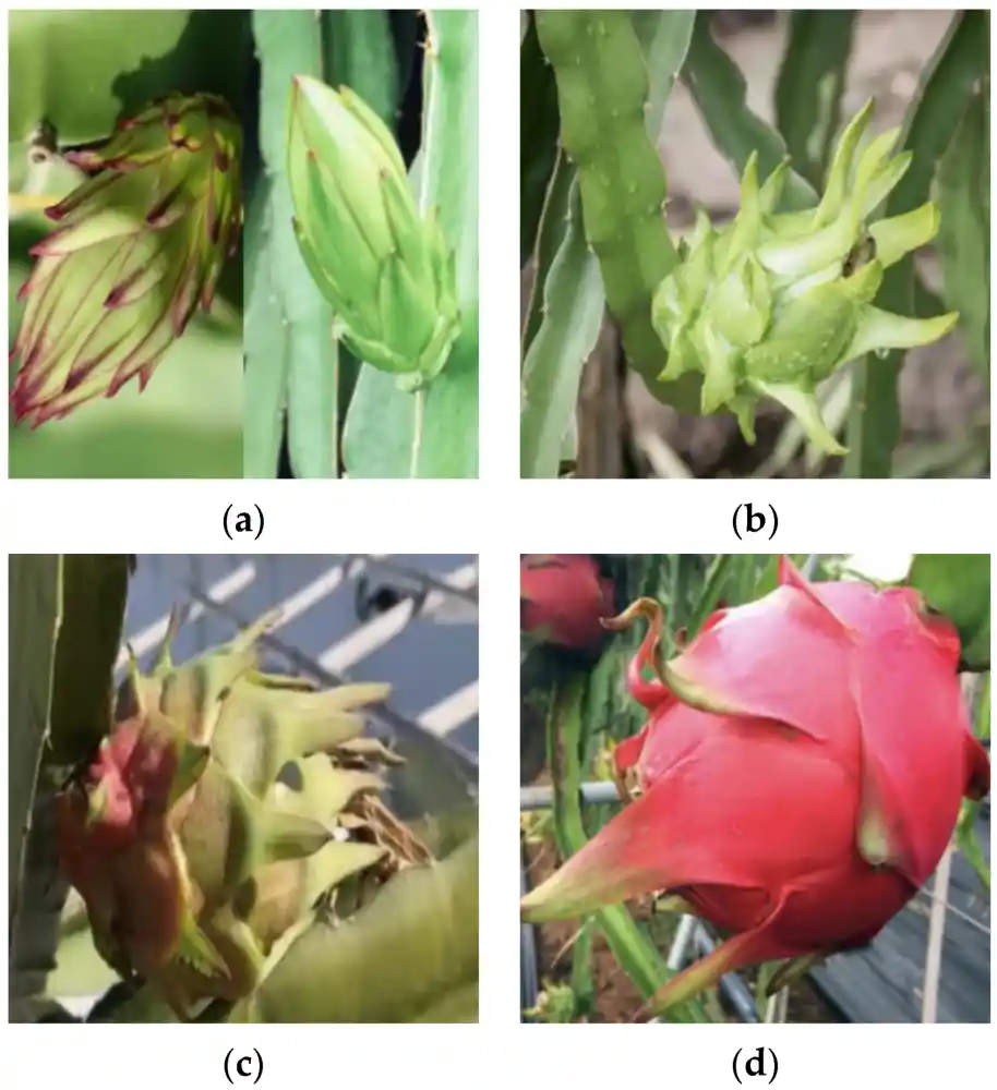 Classification of ripeness of pitaya fruits