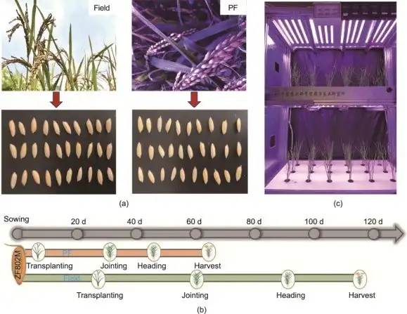 The PF speed-breeding system for rice seeds