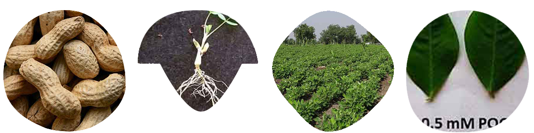 Petiole Pro can measure surface leaf area, LAI, chlorophyll content, count grains and does fruit yield prediction