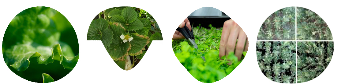 chlorophyll content in leaves measurement