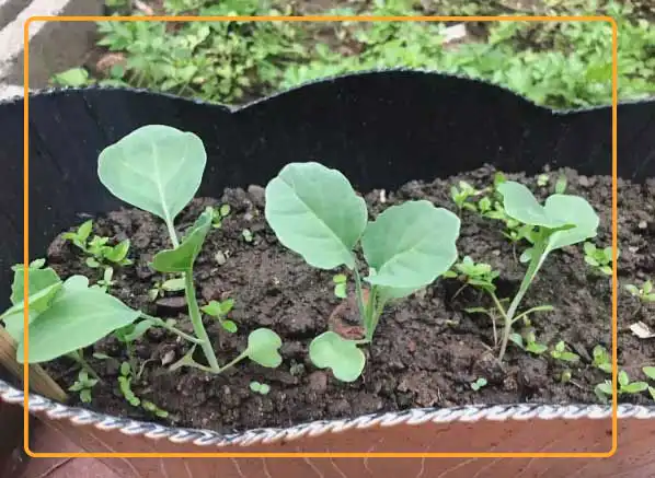 Chinese broccoli grown in soil. Photo credit: fromthegardentotable