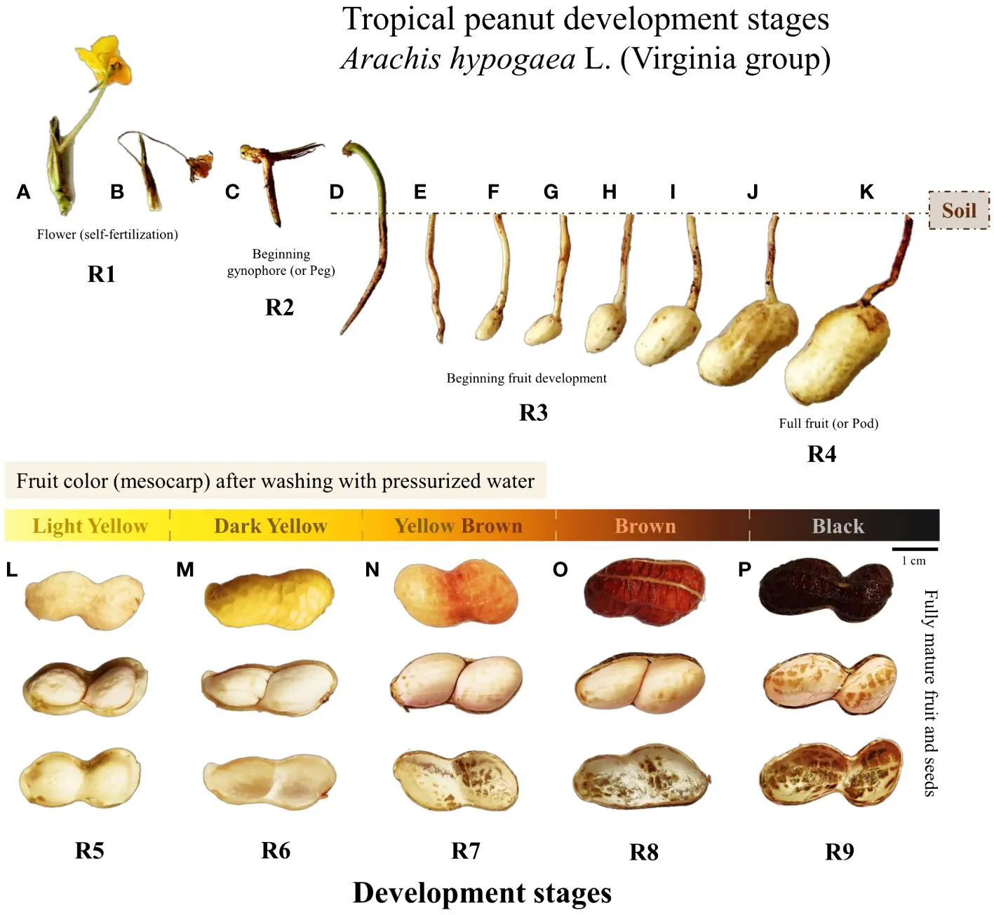 Development and morphological changes of the fruit and seed of tropical peanut