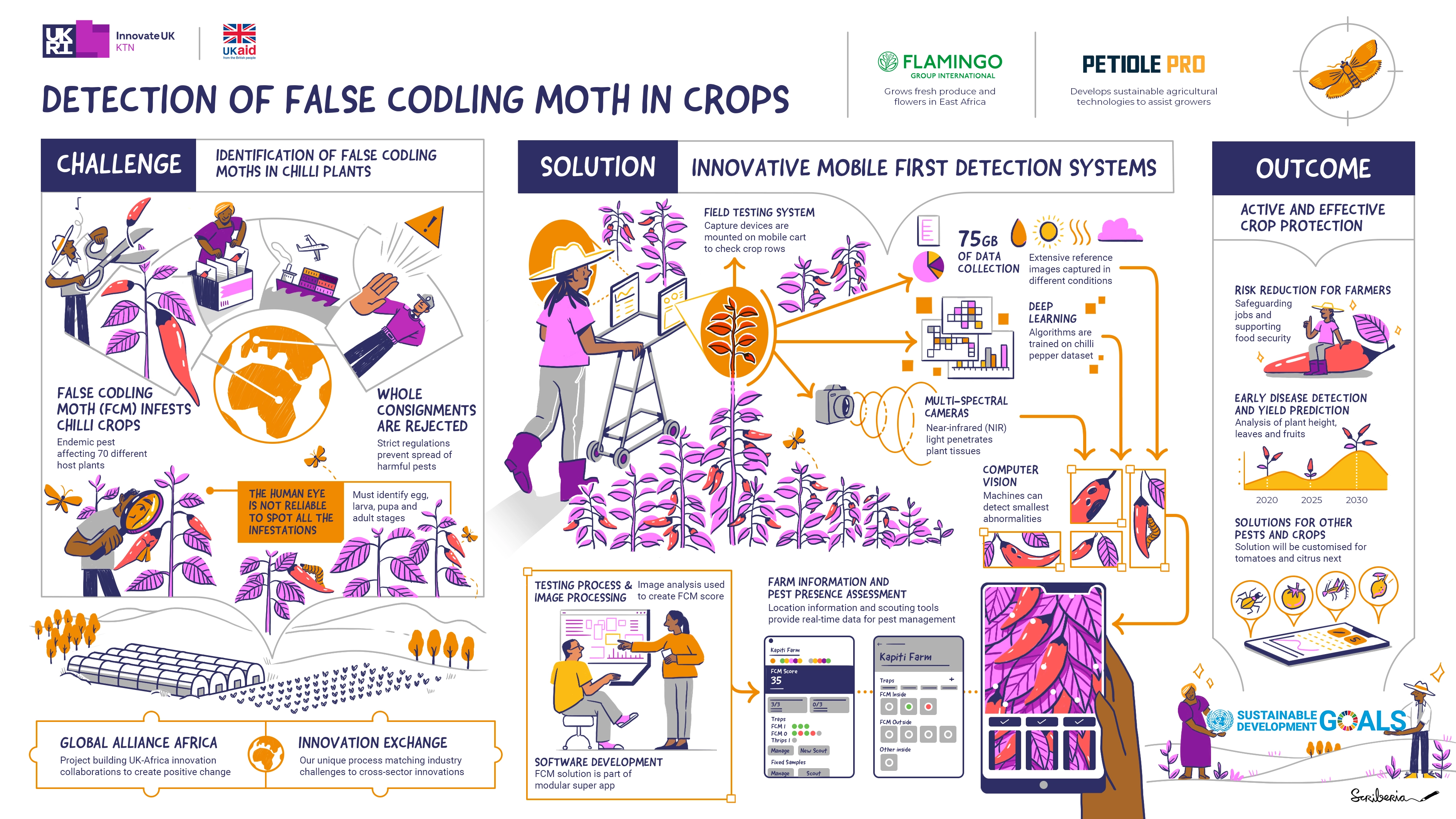 False Codling moth