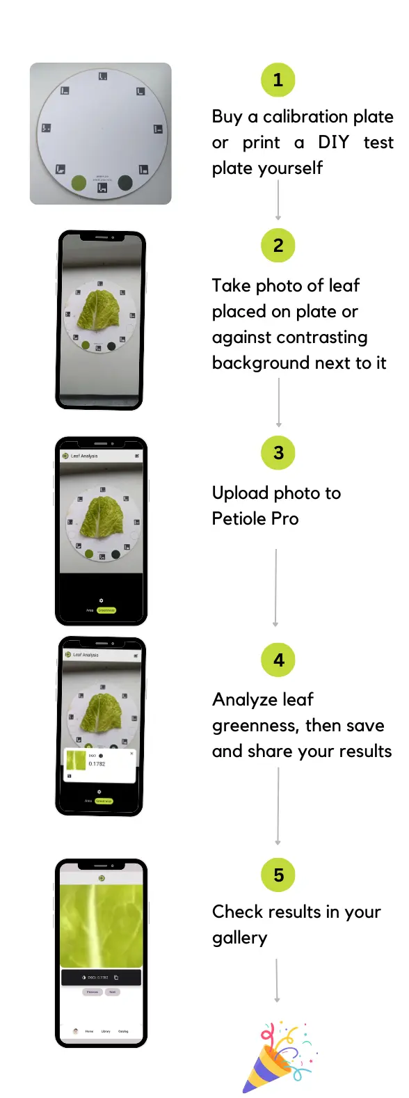 The process of measuring of chlorophyll content with smartphone includes a few important steps