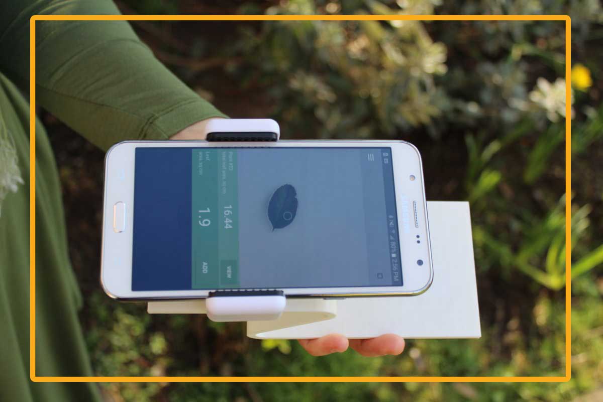The Petiole app on a smartphone helps to measure leaf area for plant research