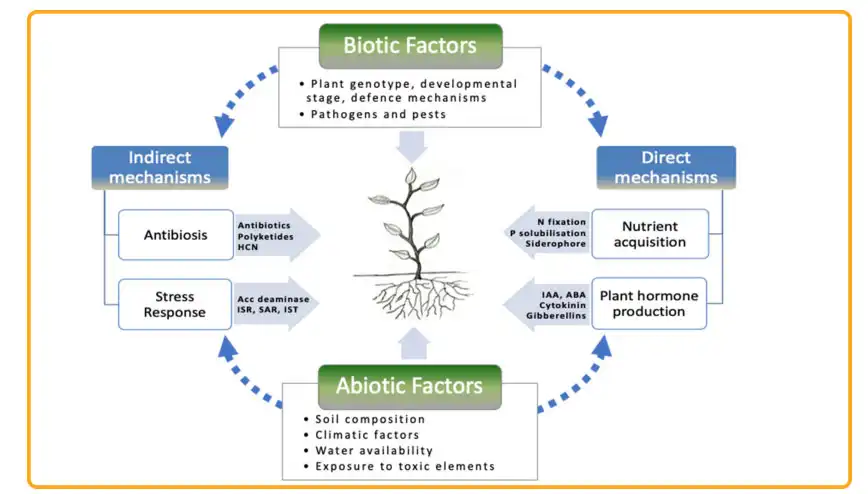 Biotic and abiotic factors influencing plant– plant growth promoting rhizobacteria (PGPR) interactions in the rhizosphere.