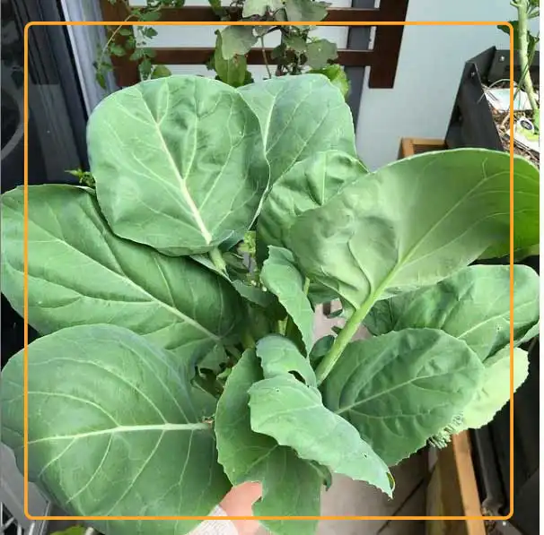 Chinese broccoli. Photo credit: plantamoment