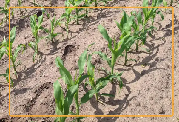 Leaves are the major eco-physiological parts of any plant that interacts with the components of atmosphere. Hence, LAI helps to assess this interaction