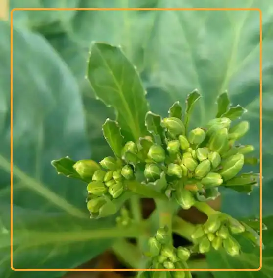 Flowers of Chinese broccoli. Photo credit: jurnaltaniwidya