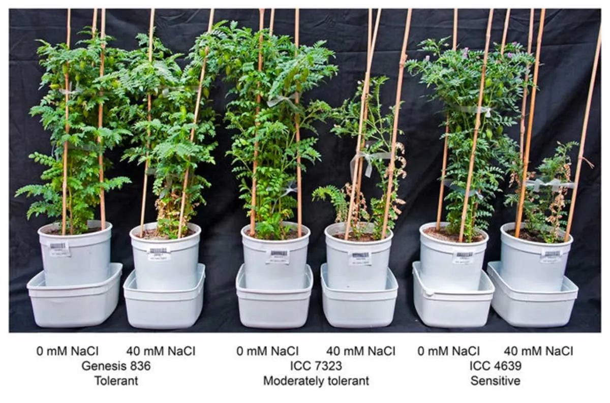 Genotypic variation for salinity tolerance in the chickpea Reference Set. Varying levels of salinity tolerance exhibited by different chickpea genotypes. Photo credit: Atieno et al., 2023